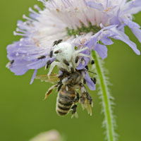 Milichiidae